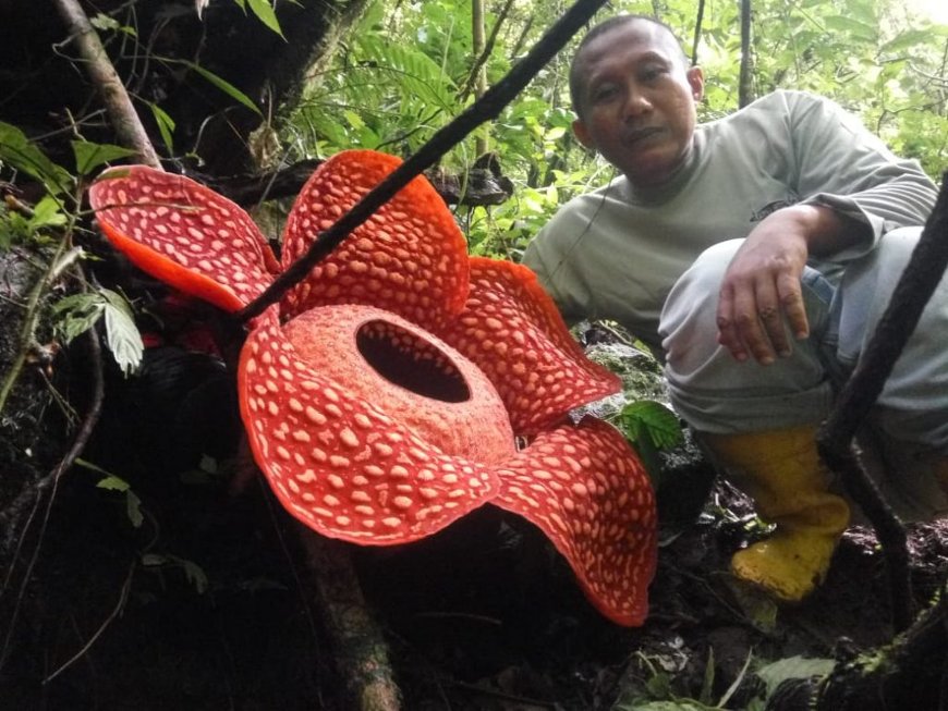 Гигантский “цветок-монстр” нашли в джунглях Индонезии