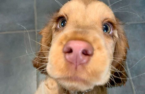 «Эти глаза просто гипнотизируют»: собака прославилась на весь мир из-за невероятных глаз