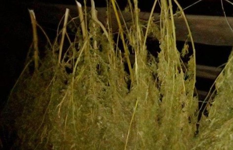 Гомельчанин хранил 12 кг марихуаны в Быховском районе