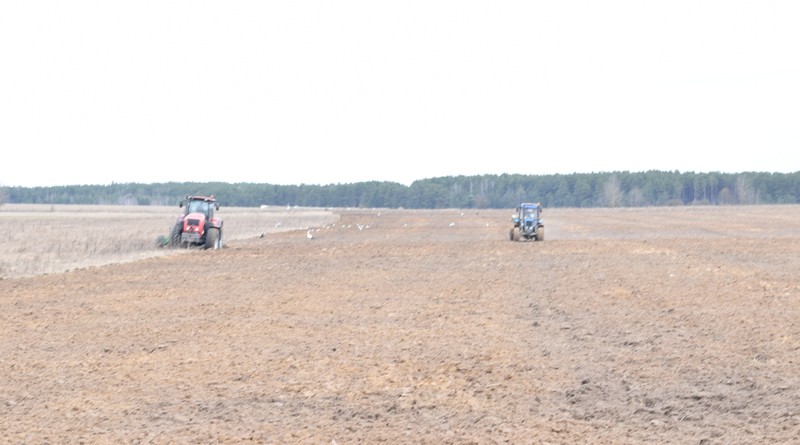 В хозяйствах Быховского района уже посеяно 70% ранних яровых зерновых культур