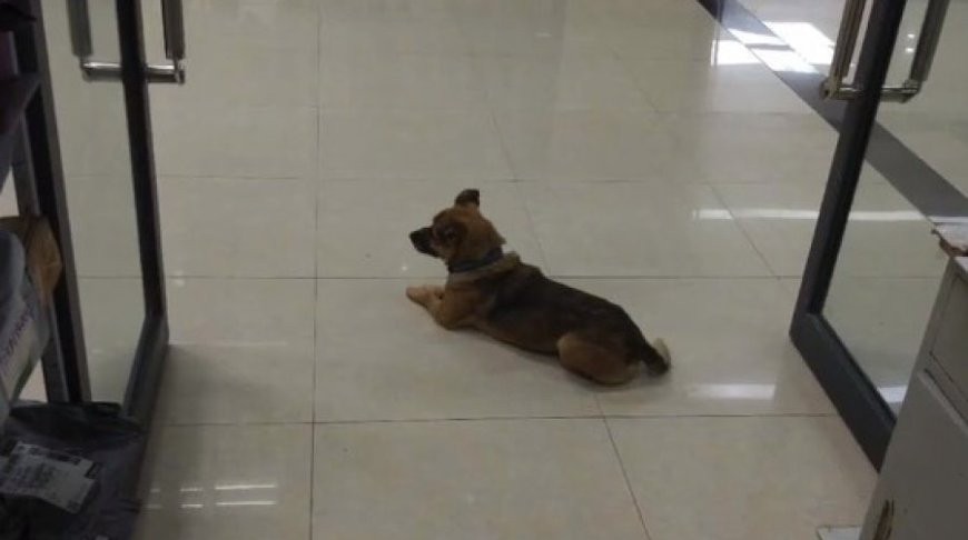 Преданная собака три месяца ждала хозяина в больнице, но он так и не пришел
