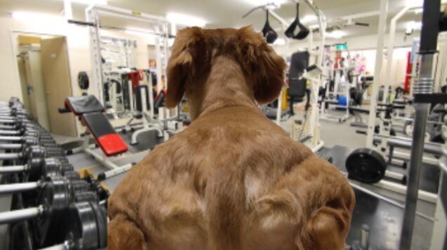 Хозяйка сделала необычный снимок своего пса, но фантазию юзеров уже было не остановить