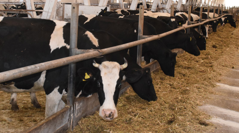 В ОАО «Воронино» идет постановка крупного рогатого скота на зимне-стойловый период