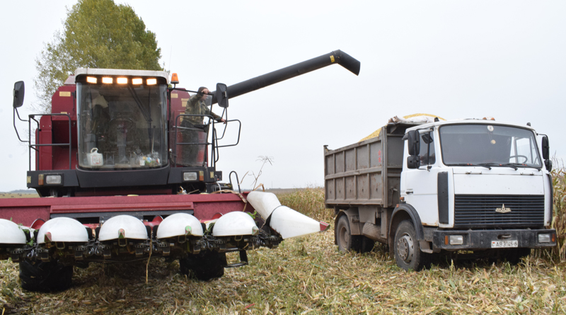В ОАО «Обидовичи» уже на протяжении двух недель убирают кукурузу на зерно