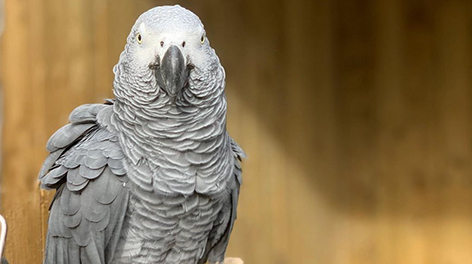Сотрудникам зоопарка пришлось спрятать попугаев из-за громкого мата и смеха