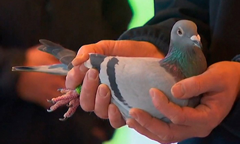 Бельгийская голубка продана за рекордную сумму