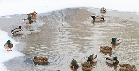Поучаствовать в подсчете водоплавающих птиц, оставшихся на зимовку, приглашают жителей Могилевщины