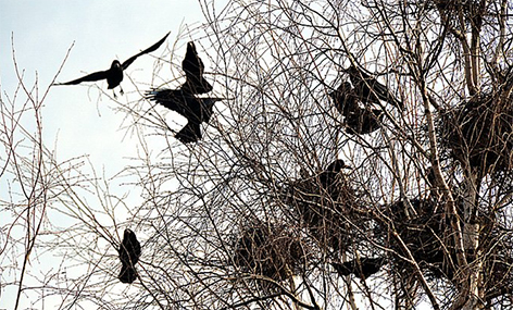 Запрет на уничтожение гнезд птиц начнет действовать с 16 февраля