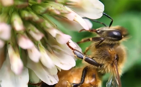Национальную перепись пчел объявили власти Нидерландов