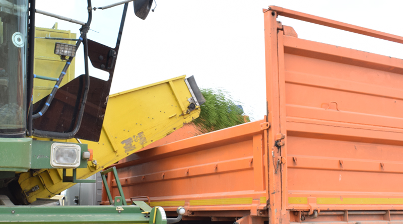 Более 500 т зеленого горошка заготовили в Быховском районе