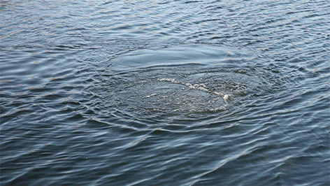 Женщина утонула в реке Греза неподалеку от деревни Гамарня в Быховском районе