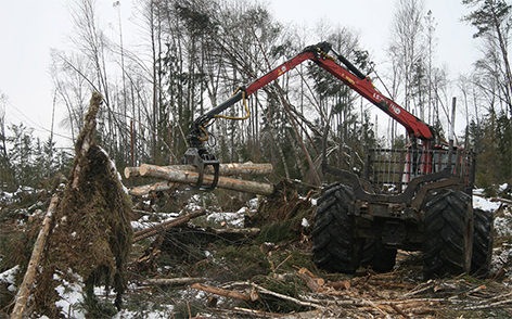 На ветровально-буреломных лесосеках в Могилевской области создадут более 2,3 тыс. га новых лесов