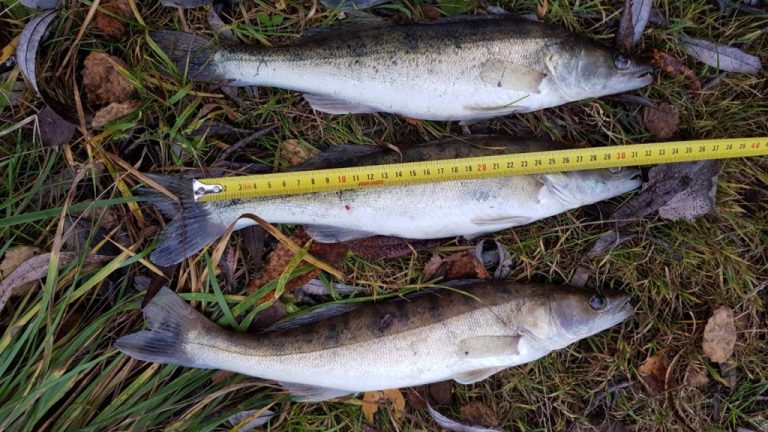 Почему важно соблюдать промысловую меру при лове рыбы?
