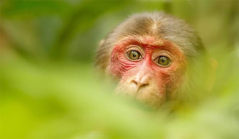Первые случаи оспы обезьян выявили в Бразилии и Греции