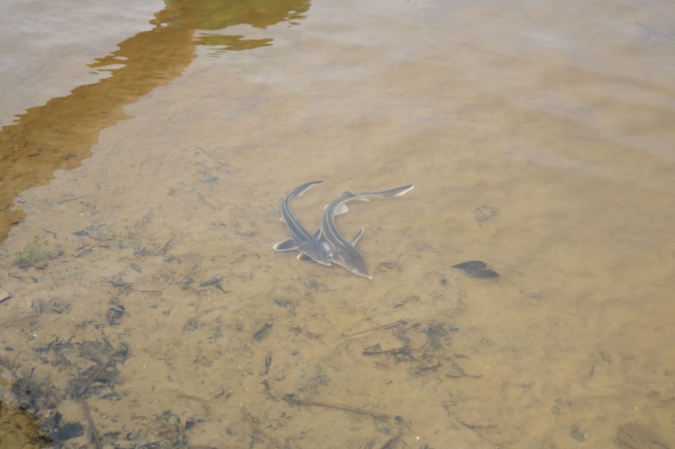 Рыбные ресурсы трансграничной реки Днепр пополнились молодью стерляди