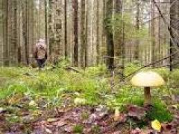 Ежегодно в белорусских лесах теряются до 400 человек