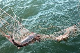 Добровольная сдача рыболовных сетей освобождает от ответственности