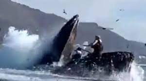 Горбатый кит проглотил туристок у берегов Калифорнии (видео)