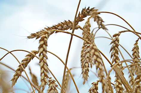 94% урожая зерновых и рапса успешно собрано в Беларуси