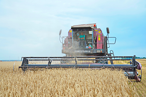 В Беларуси на 14 сентября намолочено 7152,7 тыс.т зерна включая рапс