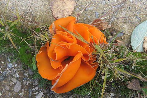 Необычный чудо-гриб нашла быховчанка Маргарита Баркова во время осенней прогулки