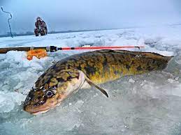 В  рыболовных угодьях Беларуси действует запрет на вылов налима обыкновенного