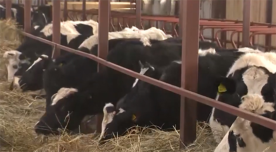 Ставку на развитие животноводства сделали в Быховском районе (видео)