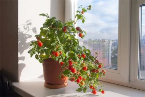 Помидоры
