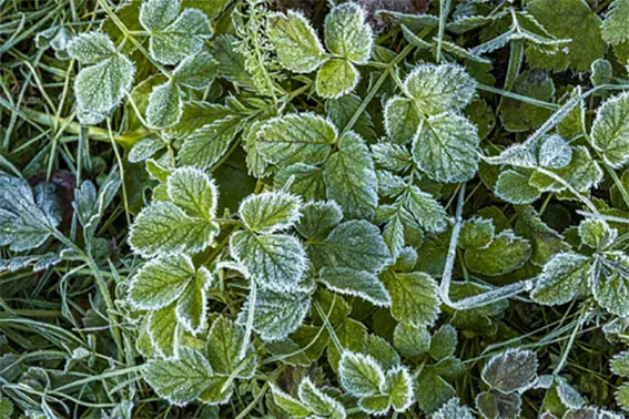 Ночные заморозки до -2°С ожидаются в Беларуси 30 апреля