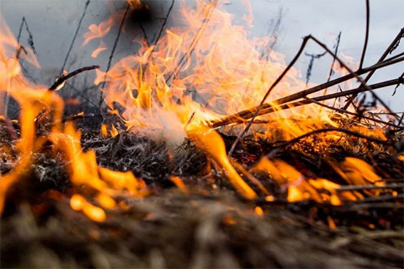 Житель Быховского района привлечён к административной ответственности за сжигание травы