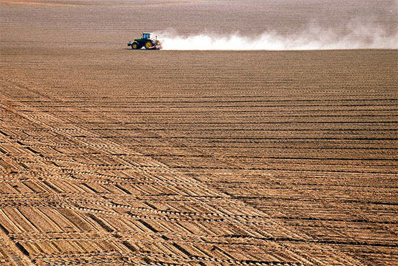 Ранние яровые зерновые в Беларуси посеяли более чем на 88% площадей