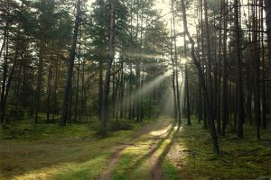 Ограничение на посещение лесов действует во всех районах Могилевской области