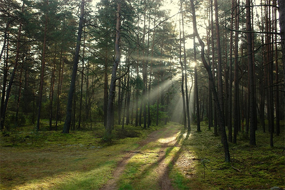 В Быховском районе действует ограничение на посещение лесов