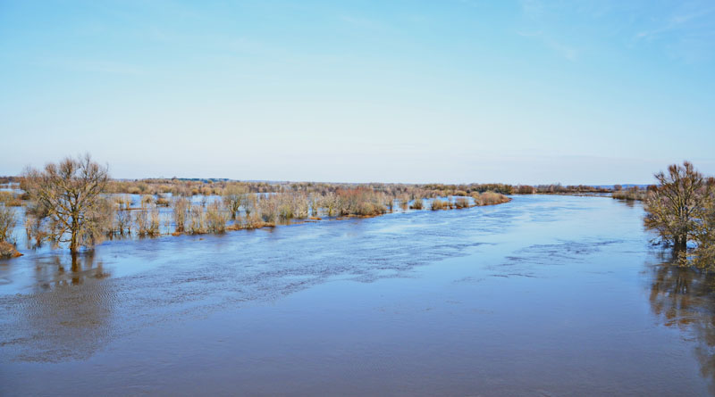 Разлив в Быхове (фото)