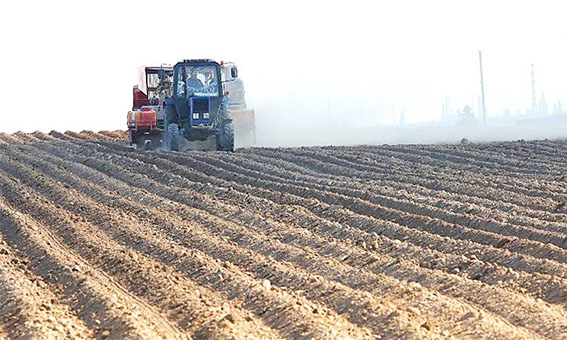 Картофель в Беларуси посадили почти на 82% запланированных площадей