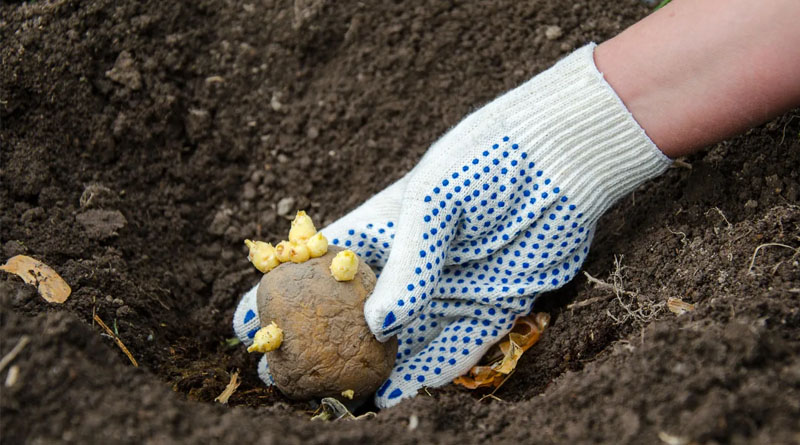 Что надо бросить в лунку при посадке картофеля для замечательного урожая