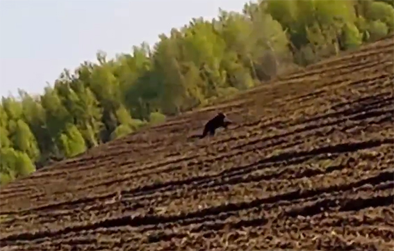 В Быховском районе замечен бегущий медведь (видео)