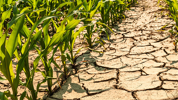Засуха в Беларуси и Евросоюзе угрожает сельхозпредприятиям и фермерам