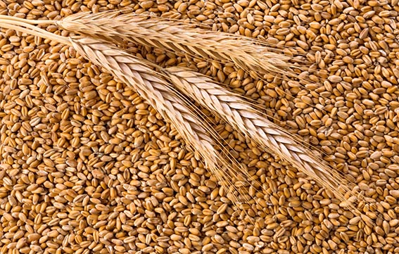 Более 8,2 млн т зерна с учетом рапса намолочено в Беларуси
