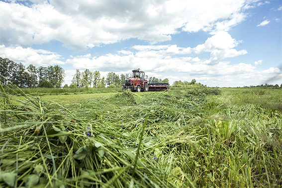 Второй укос многолетних трав на 128,1 тыс. га проводится в Могилевской области
