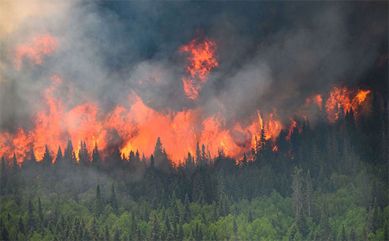 В Канаде огнем уничтожено 8,4 млн га лесов