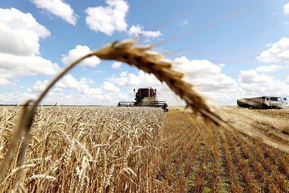 В Беларуси собрано свыше 5,6 миллионов тонн зерна, включая урожай рапса