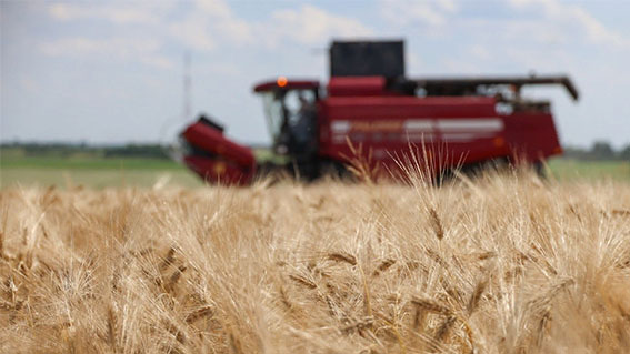 Беларусь урожайная: собрано почти 400 тыс. тонн озимого ячменя