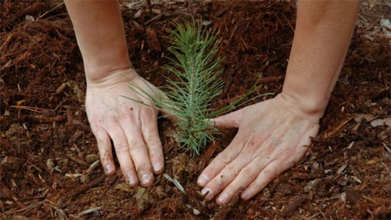 Белорусам предложили посадить дерево во время акции «Аднавім лясы разам!»