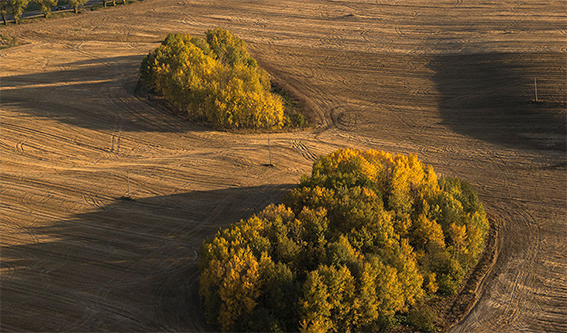 В Минприроды заявили об уменьшении количества загрязненных радиацией земель в Беларуси