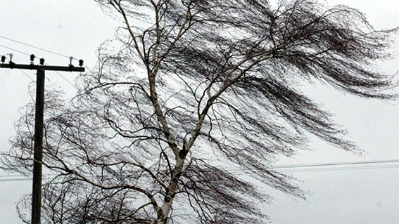 Оранжевый уровень опасности из-за сильного ветра объявлен в Беларуси 16 января