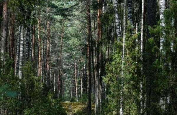 Запреты на посещение лесов действуют в 11 районах Беларуси