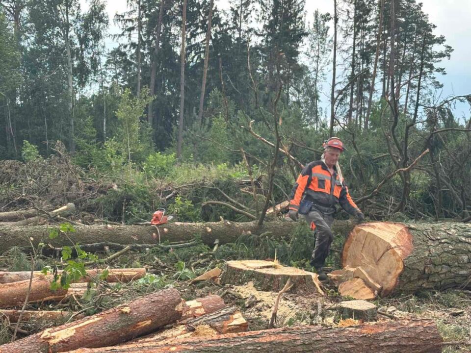 Быховский лесхоз проводит необходимые мероприятия по выявлению пострадавших участков лесного фонда