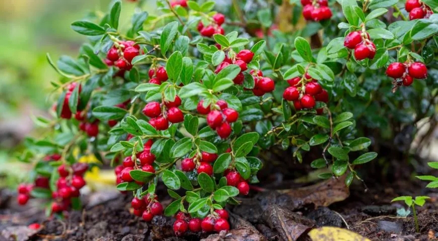 Установлены сроки сбора, заготовки (закупки) дикорастущих ягод брусники и клюквы на территории Могилевской области
