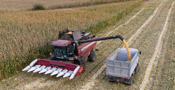 Свыше 10,1 млн тонн зерна с рапсом и кукурузой намолотили в Беларуси 